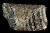 Partial Southern Mammoth Molar - Hungary #123668-1